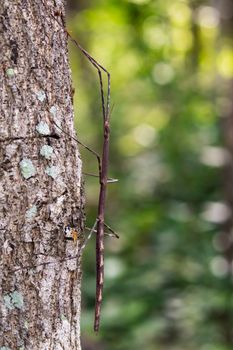 Image of a siam giant stick insect on the tree. Insect Animal