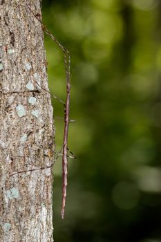 Image of a siam giant stick insect on the tree. Insect Animal