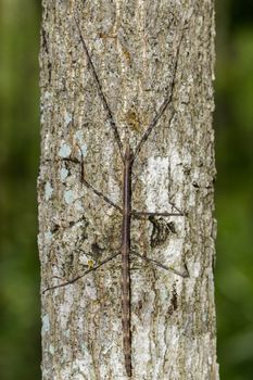 Image of a siam giant stick insect on the tree. Insect Animal