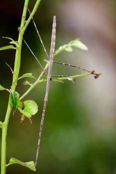 Image of a siam giant stick insect on nature background. Insect Animal