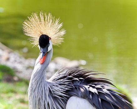 Image of an east African crowned crane near a lake