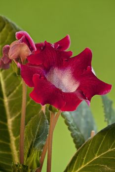 Red burgundy gloxinia flowers Macro shot