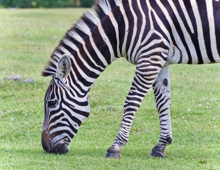 Isolated picture with a zebra eating the grass