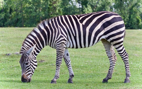 Isolated picture with a zebra eating the grass