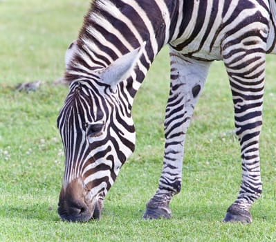 Picture with a zebra eating the grass on a field