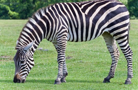 Beautiful background with a zebra eating the grass