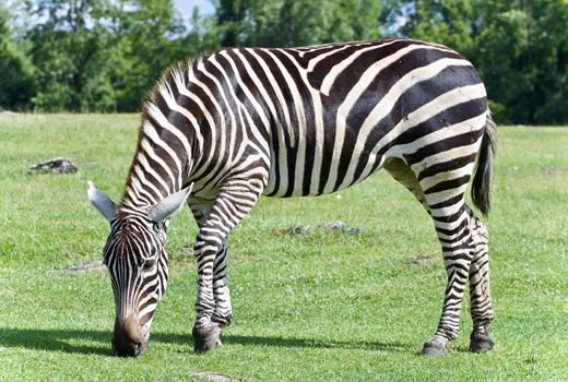 Image of a zebra eating the grass on a field