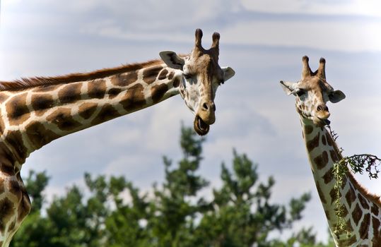 Photo of a couple of cute giraffes eating leaves