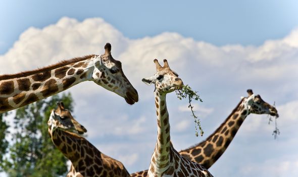 Beautiful image of few cute giraffes eating leaves