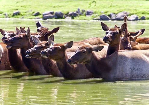 Photo of a swarm of antelopes swimming together