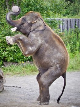 Postcard with an elephant standing on two legs