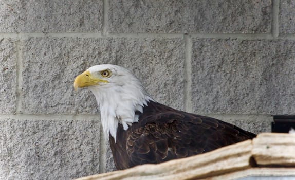 Postcard with a north American eagle looking aside