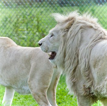 Isolated photo of two white lions laying together