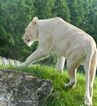 Beautiful background with a white lion walking