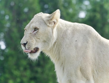 Picture with a scary white lion screaming