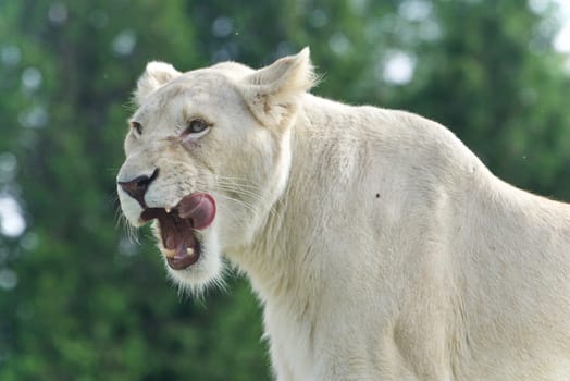 Image of a scary white lion screaming in a field