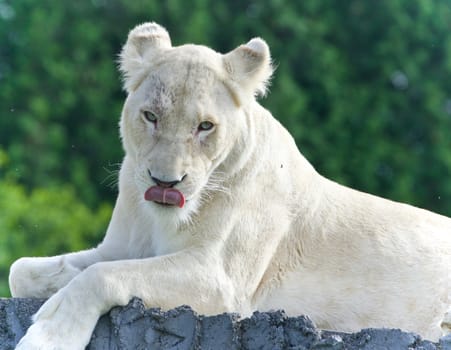 Image of a white lion looking at camera in a field