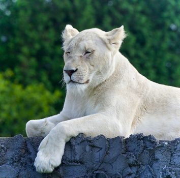 Photo of a funny white lion trying not to sleep