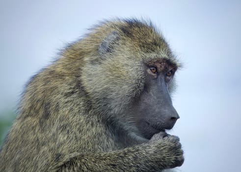 Isolated picture with a funny baboon looking aside