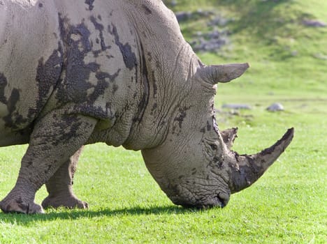 Picture with a rhinoceros eating the grass