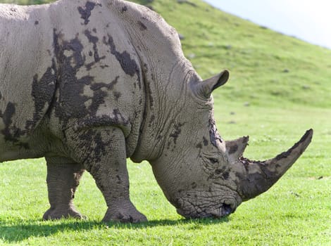 Isolated photo of a rhinoceros eating the grass