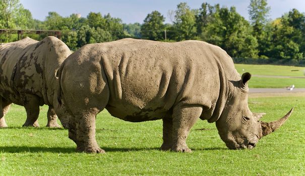 Photo of a pair of rhinoceroses eating the grass