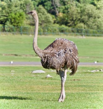 Postcard with an ostrich walking on a grass field