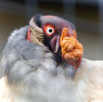 Image of a funny vivid king vulture looking aside