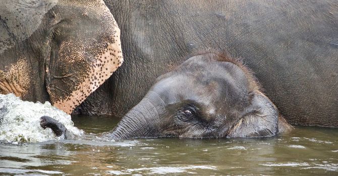 Isolated image of a funny young elephant swimming