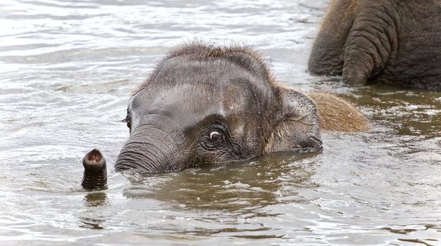 Photo of a funny young elephant swimming in a lake