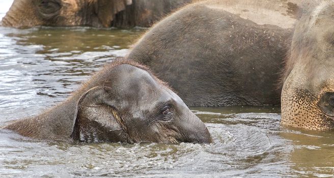 Picture with a funny young elephant swimming