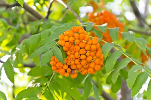 Yellow ripe rowanberry branch in sunny light