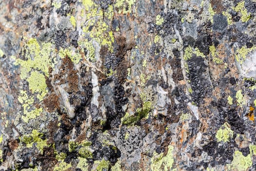 Photo of background wild green texture of moss and lichen