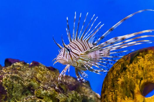 One large pterois volitans fish with spikes and stripes in blue salt water