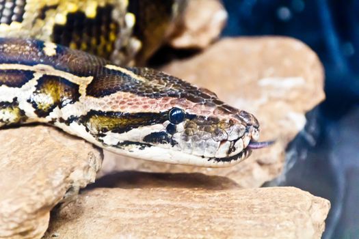 Photo of python head with put out tongue