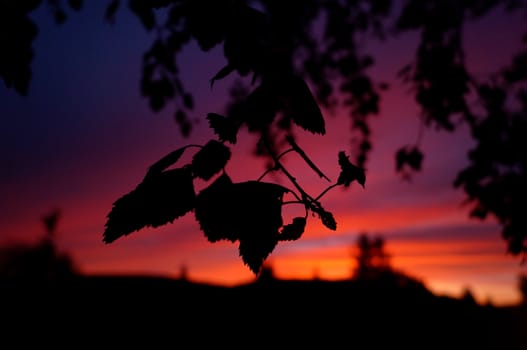 Leaf in front of sunset