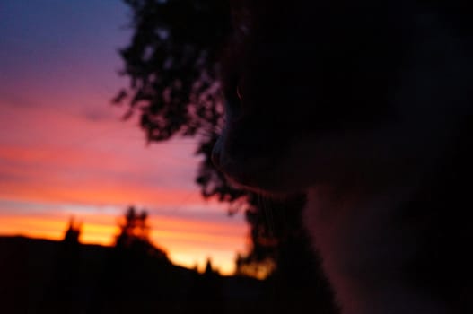 Snorre looking at sunset