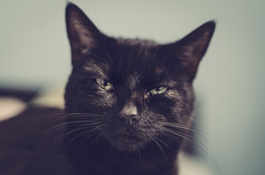 portrait of a black cat facing front