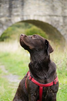 large brown dog in harness looking up, sniffing air