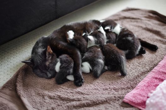 black cat mom feeding her young litter of kittens