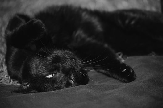black cat lying upside down on a blanket