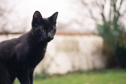 black cat with big nose standing outside