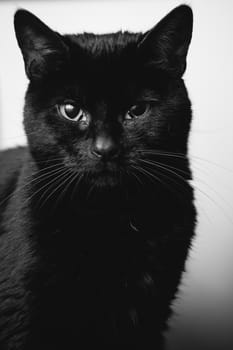 black cats portrait, looking at the camera