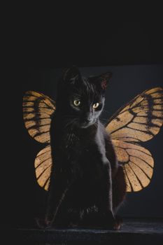 portrait of a black cat in front of a butterfly wing canvas