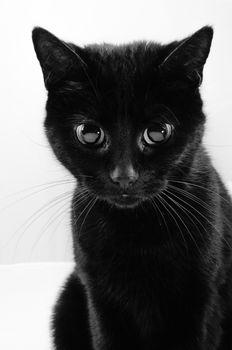 portrait of a black cat with huge big eyes