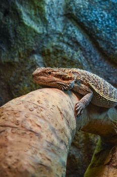 bearded dragon, pet reptile resting on the wooden log