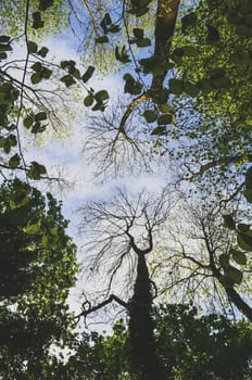 Looking up through mix of trees in a forest towards a blue sky