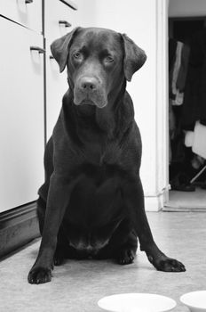 dog sitting in the kitchen in front of its bowl waiting for food