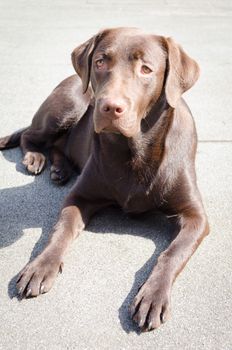 chocolate labrador laying in the sun on a concrete floor