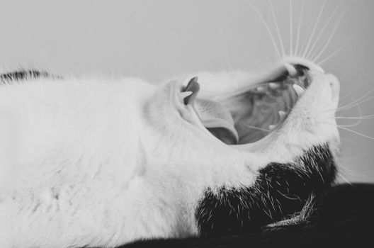 cat lying on its back, yawning. Mouth wide open showing teeth